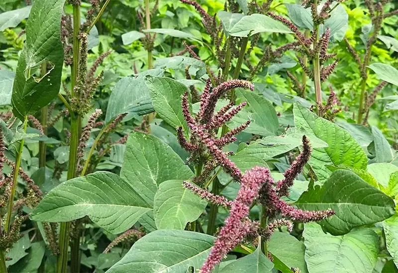 Una selección de las 42 plantas silvestres comestibles descubiertas en la Mixteca Alta, que son clave para la alimentación de las comunidades locales.