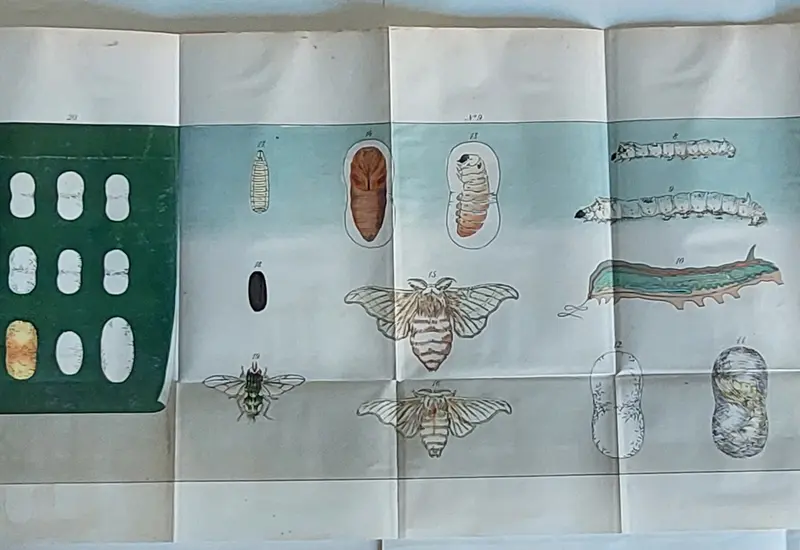 Ilustración que muestra las diferentes etapas del ciclo de vida del gusano de seda, un elemento clave en la historia de la sericultura en Oaxaca.