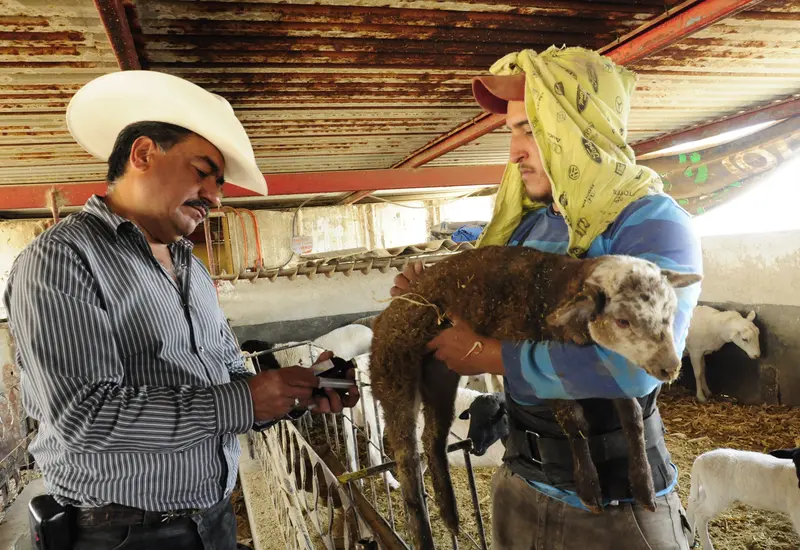La Suprema Corte invalida el endurecimiento de los controles ganaderos en Chihuahua, resolviendo la controversia constitucional promovida por el Ejecutivo federal.