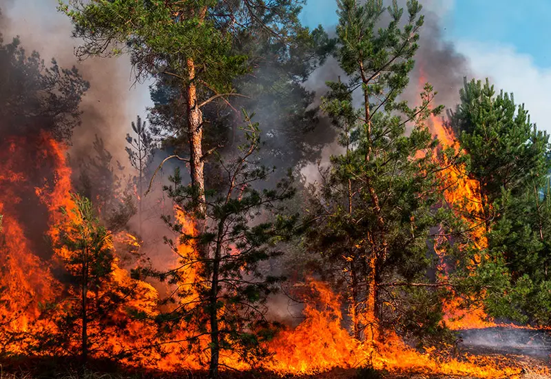 Un bosque en Oaxaca en riesgo de incendios forestales, de los cuales el 96% son provocados por actividades humanas cotidianas en la región.
