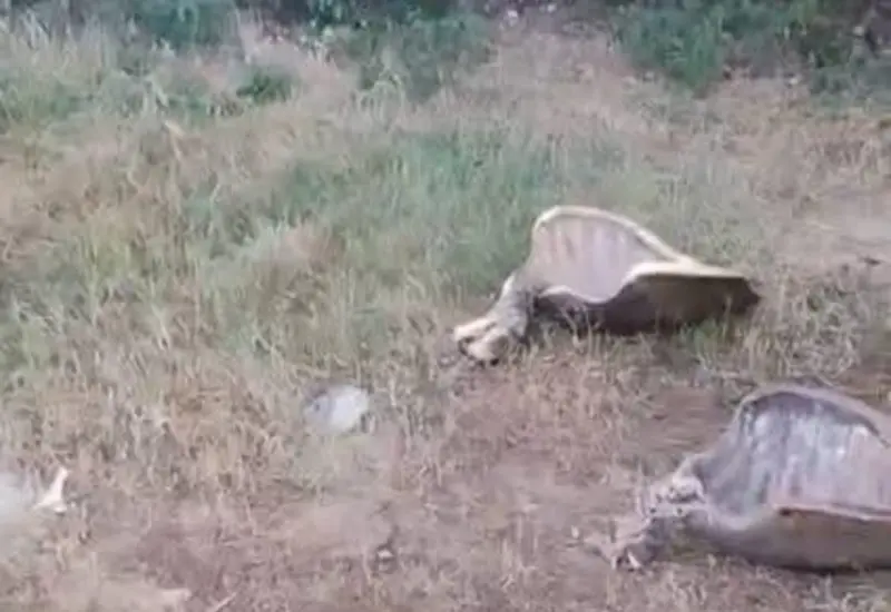 Caparazones de tortugas marinas descarnados y abandonados en la arena, evidencia de la matanza ilegal ocurrida en las costas de Tonameca.