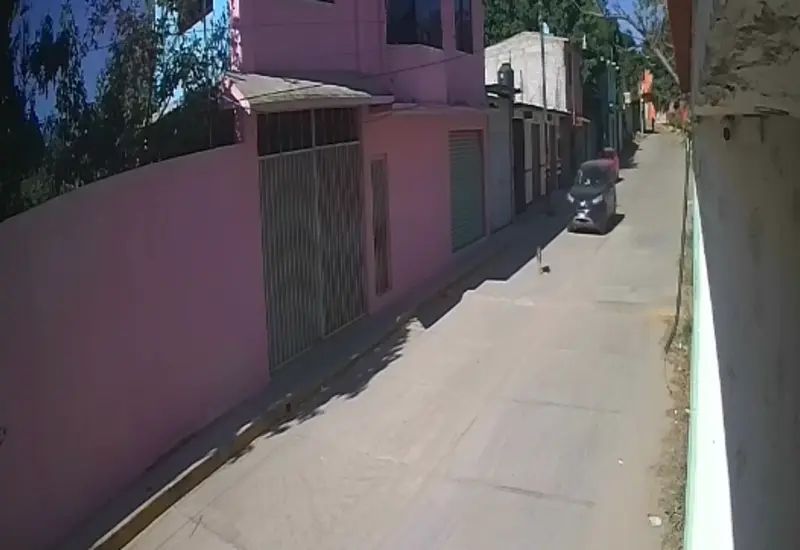 Una perrita herida yace en la calle después de ser atropellada por la retaguardia y abandonada en el municipio de Cuilápam.