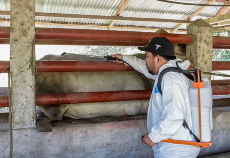 Personal de Senasica implementa un plan emergente de vigilancia intensiva en el norte del país para combatir los casos de gusano barrenador.