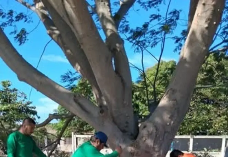Las raíces de un árbol perforaron dos líneas de distribución de agua potable, motivo de la suspensión del servicio en Juchitán.