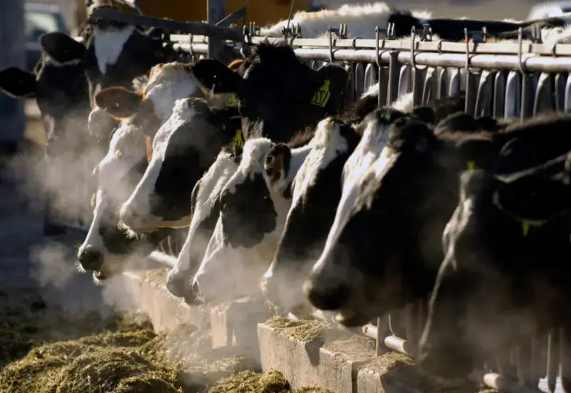 Especialistas en sanidad animal se reúnen para coordinar y reforzar la atención técnica en la lucha contra las enfermedades del ganado.