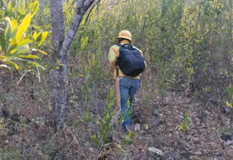 Brigadistas combaten activamente las llamas de un nuevo incendio forestal que consume la vegetación en la región de Los Chimalapas.