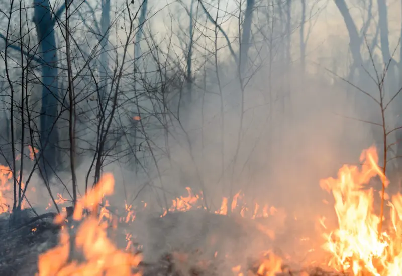 Un devastador incendio forestal consume la vegetación en la región de la Costa o el Istmo de Oaxaca, generando una densa columna de humo.