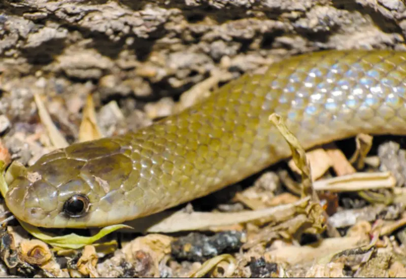 La serpiente Yakacoatl tlalli, una nueva especie, muestra su distintiva escama en forma de pala que le permite excavar en suelos secos.