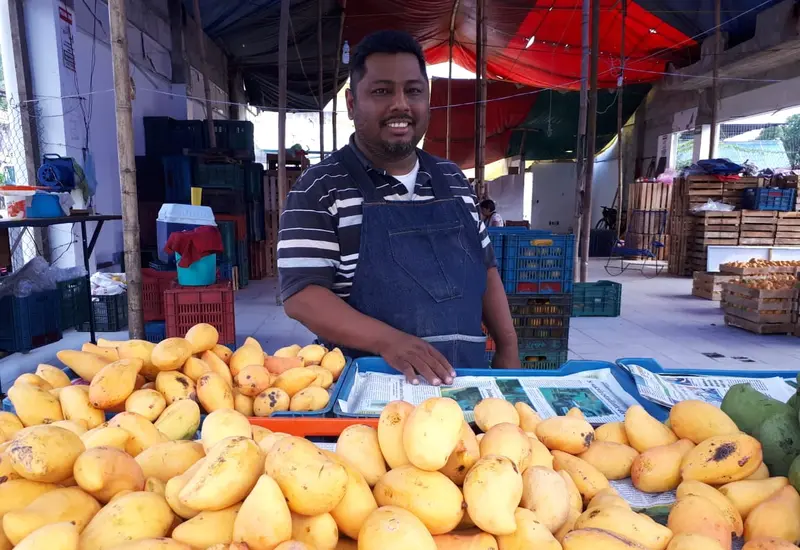Productores de mango en Oaxaca trabajando en la cosecha, una actividad económica que es el sustento de más de 8 mil familias.