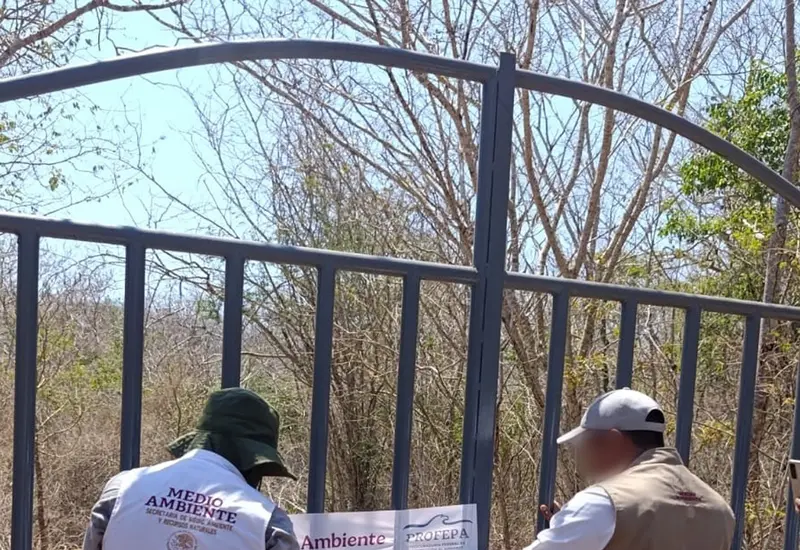 Se detectó el derribo de 164 árboles de vegetación de selva mediana caducifolia.