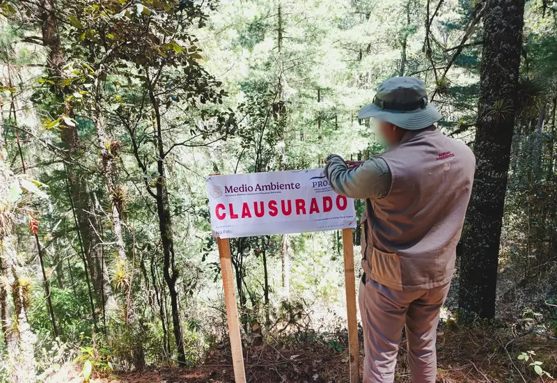 Más de mil árboles en bosque mesófilo de montaña resultaron afectados.