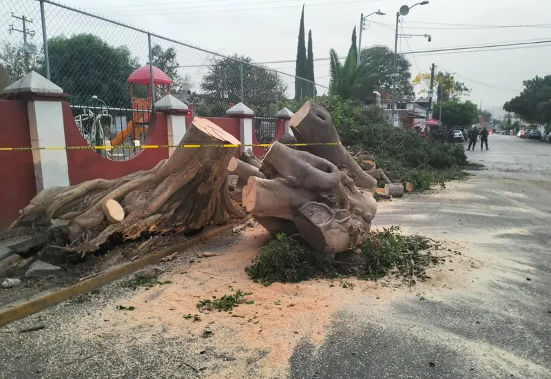 Varios árboles fueron derribados por el viento.