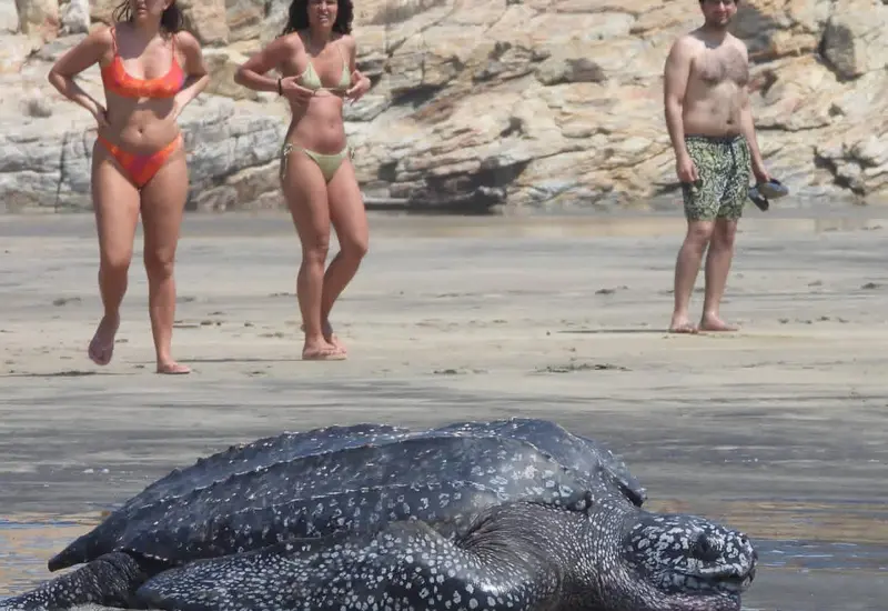 La tortuga quedó varada en una laguna.