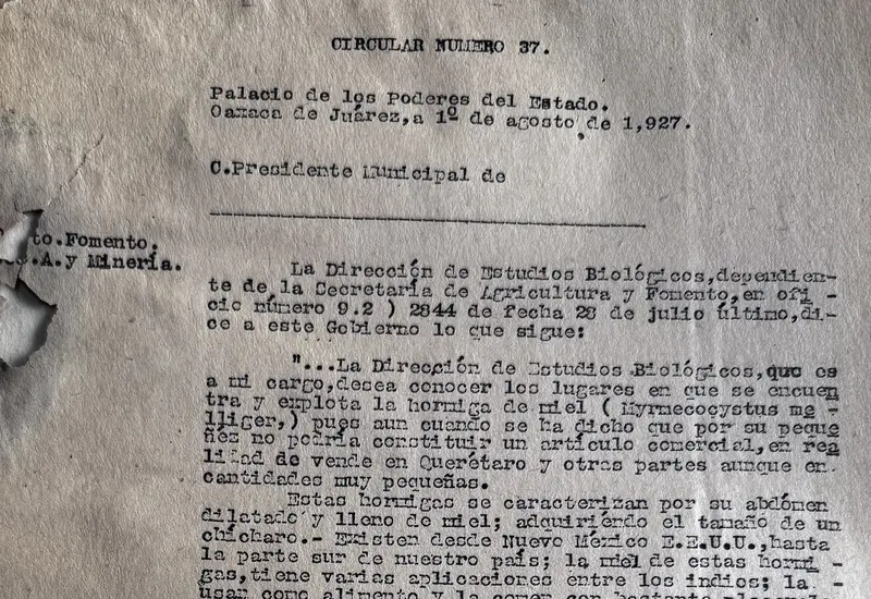 Documento de la Circular no. 37, una petición oficial para localizar y recolectar ejemplares vivos de hormigas mieleras para su estudio.