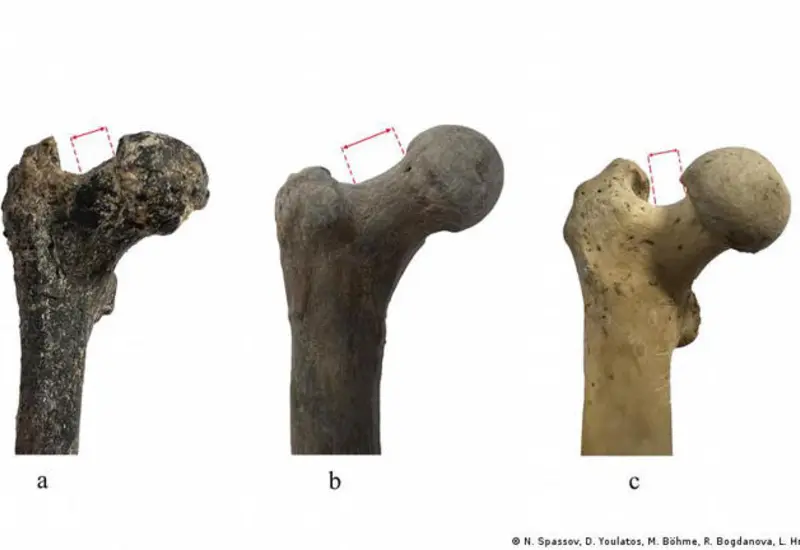 El hallazgo óseo de 7.2 millones de años encontrado en Bulgaria, una pieza clave que podría reescribir la historia del origen humano.