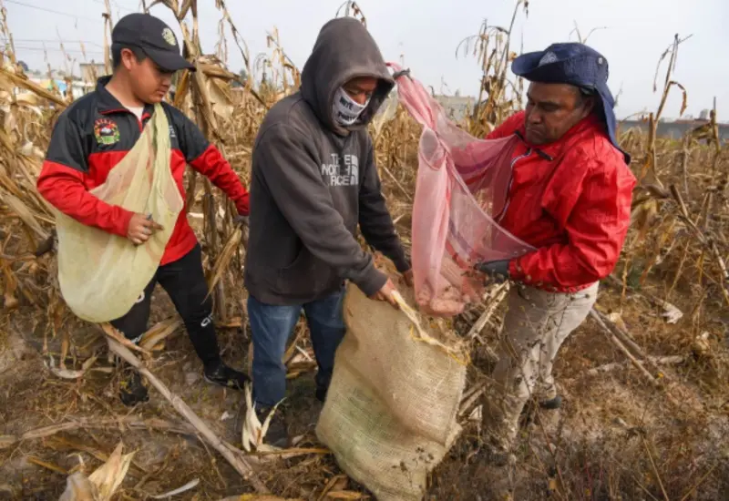 Un productor de maíz recibe el apoyo económico de 950 pesos por tonelada, como parte del programa de Sader para el campo.